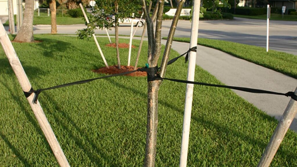 lodge poles holding up a sapling